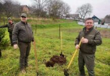 У музеї просто неба висадили 40 смерек