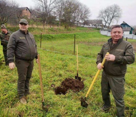 У музеї просто неба висадили 40 смерек