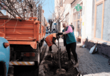 Озеленюють центр: у Чернівцях на центральних вулицях висаджували липи дерева