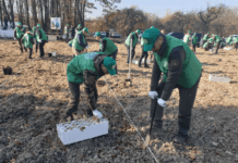 У Чернівецькій області цієї осені висадили мільйон дерев дерева