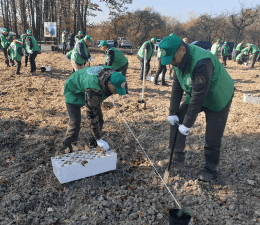 У Чернівецькій області цієї осені висадили мільйон дерев дерева