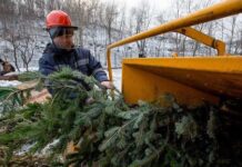 Де у Чернівцях можна здати новорічні ялинки: перелік адрес