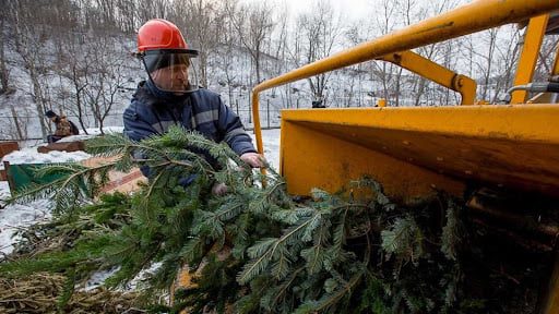 Где в Черновцах можно сдать новогодние елки: список адресов