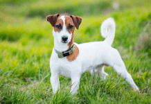 Найпопулярніші породи собак у Чернівцях