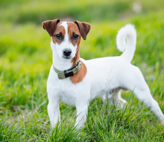 Самые популярные породы собак в Черновцах