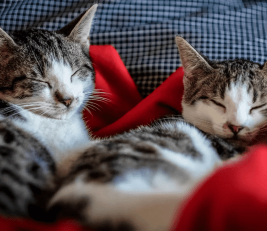 Как черновчане могут помочь животным в условиях войны?