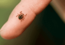 Як чернівчанам вберегти себе від укусів кліщів