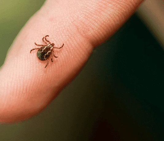 Як чернівчанам вберегти себе від укусів кліщів