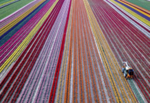 Поле тюльпанів