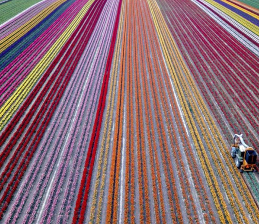 Поле тюльпанов