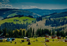 Природа Буковини: унікальна флора та фауна