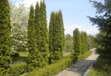 Неймовірна Буковина: Сторожинецький дендропарк