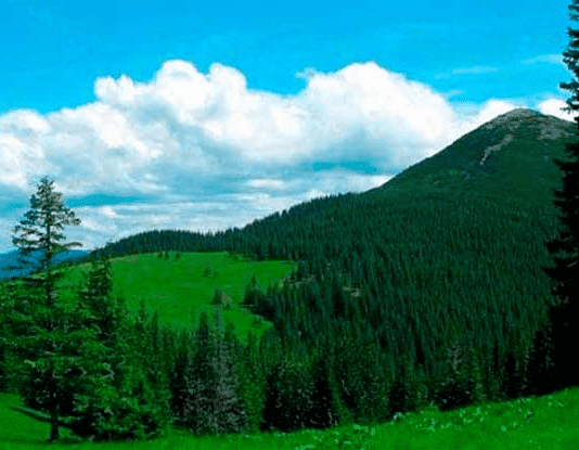 Цікаві факти про екологію Буковини