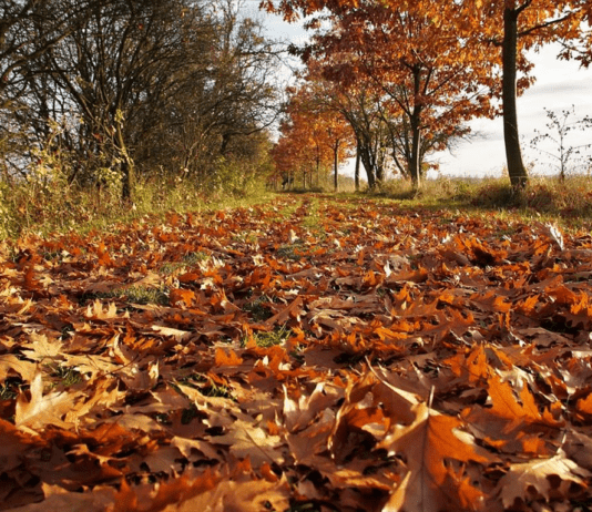 Що чернівчанам робити з опалим листям?