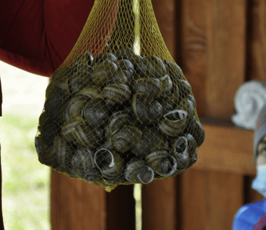 Равликова ферма у Чернівцях