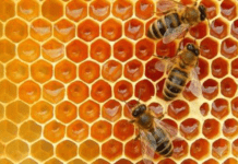 Розвиток чернівецького бджільництва