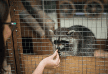 Історія чернівецьких зоопарків