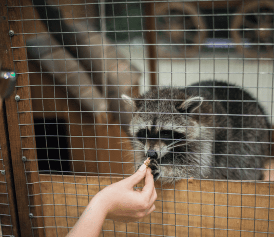 Історія чернівецьких зоопарків