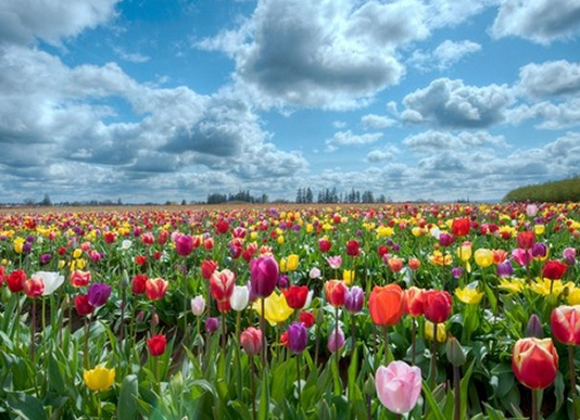 Квітковий рай на Буковині