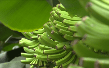 Тропічний сад у Чернівцях