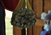 Як вирощують равликів на Буковині?