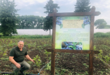 Як вирощують ягоди на Буковині?