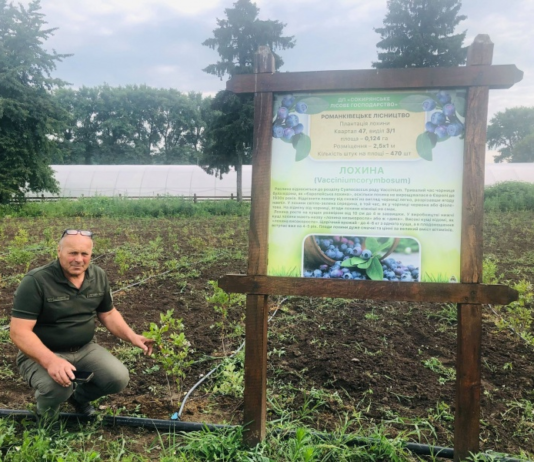 Як вирощують ягоди на Буковині?