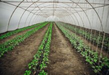 Що вирощують у чернівецьких теплицях?