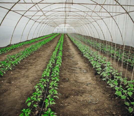 Що вирощують у чернівецьких теплицях?