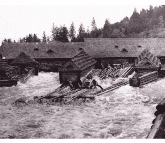 Як колись сплавляли ліс у горах?