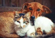 Ситуація з безпритульними тваринами в Чернівцях