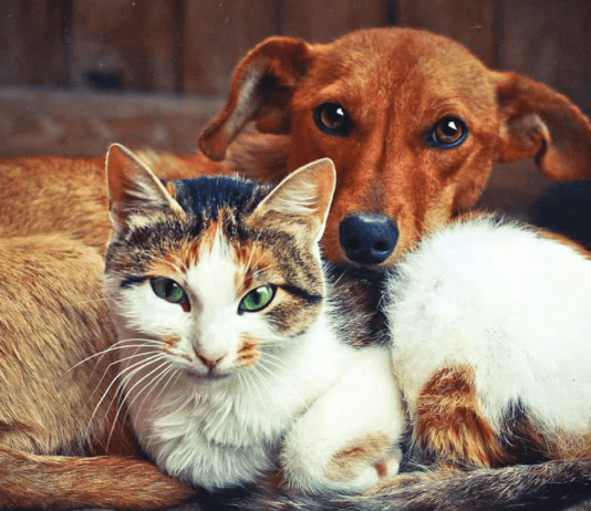 Ситуація з безпритульними тваринами в Чернівцях