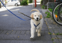 Прогулянка з тваринами: як у місті організовують комфортне проведення часу разом з пухнастими