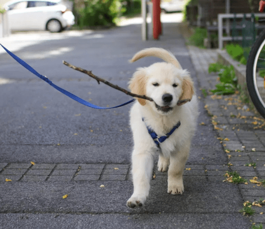 Прогулянка з тваринами: як у місті організовують комфортне проведення часу разом з пухнастими