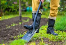 Як побороти шкідливі рослини у Чернівецькій області