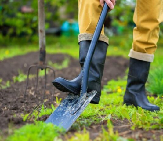 Як побороти шкідливі рослини у Чернівецькій області