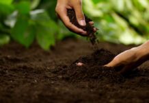 Моніторинг та стан ґрунтів у Чернівецькій області