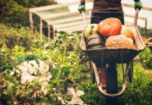 Розвиток екологічного фермерства на Чернівеччині