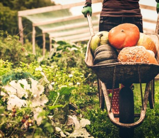 Розвиток екологічного фермерства на Чернівеччині