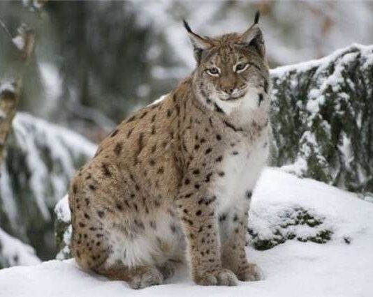 Під захистом Червоної книги: рідкісні тварини Буковини