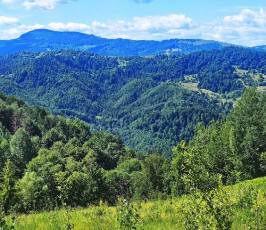 Збереження та використання лісових ресурсів Чернівецької області у 1970-1990-х роках