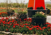 Екоборці Чернівців, які змінюють місто на краще