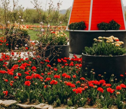 Екоборці Чернівців, які змінюють місто на краще