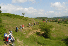 Сільський туризм: як створити туристичну садибу на Буковині