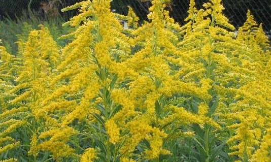 Небезпечна амброзія: методи боротьби з алергенним бур’яном на Буковині