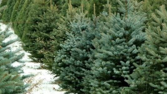 Де купити ялинку у Чернівцях?